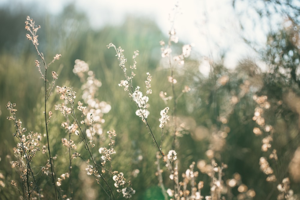 a field of tall grass with lots of white flowers