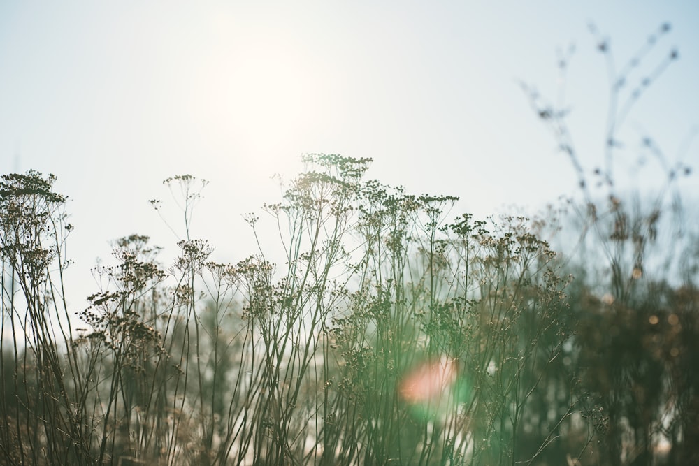 the sun is shining through the tall grass