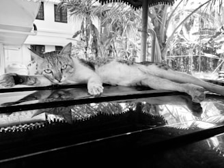 A playful cat lounging on a sunny beach in Gili Trawangan.