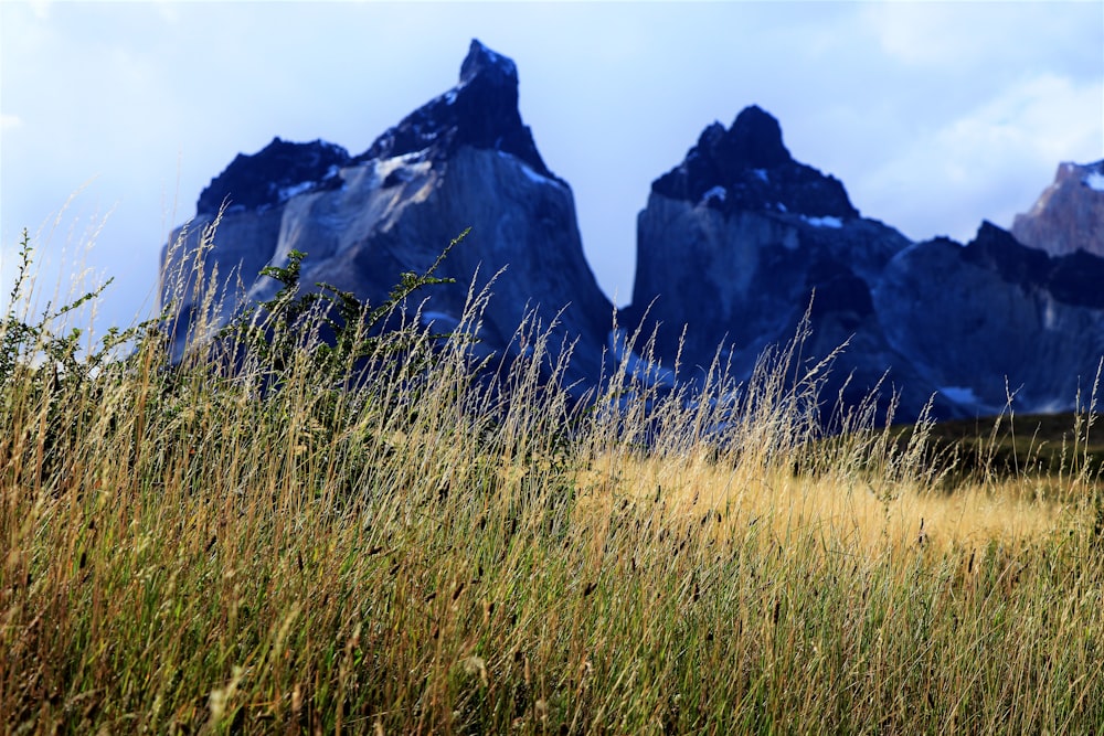 a field with tall grass and mountains in the background