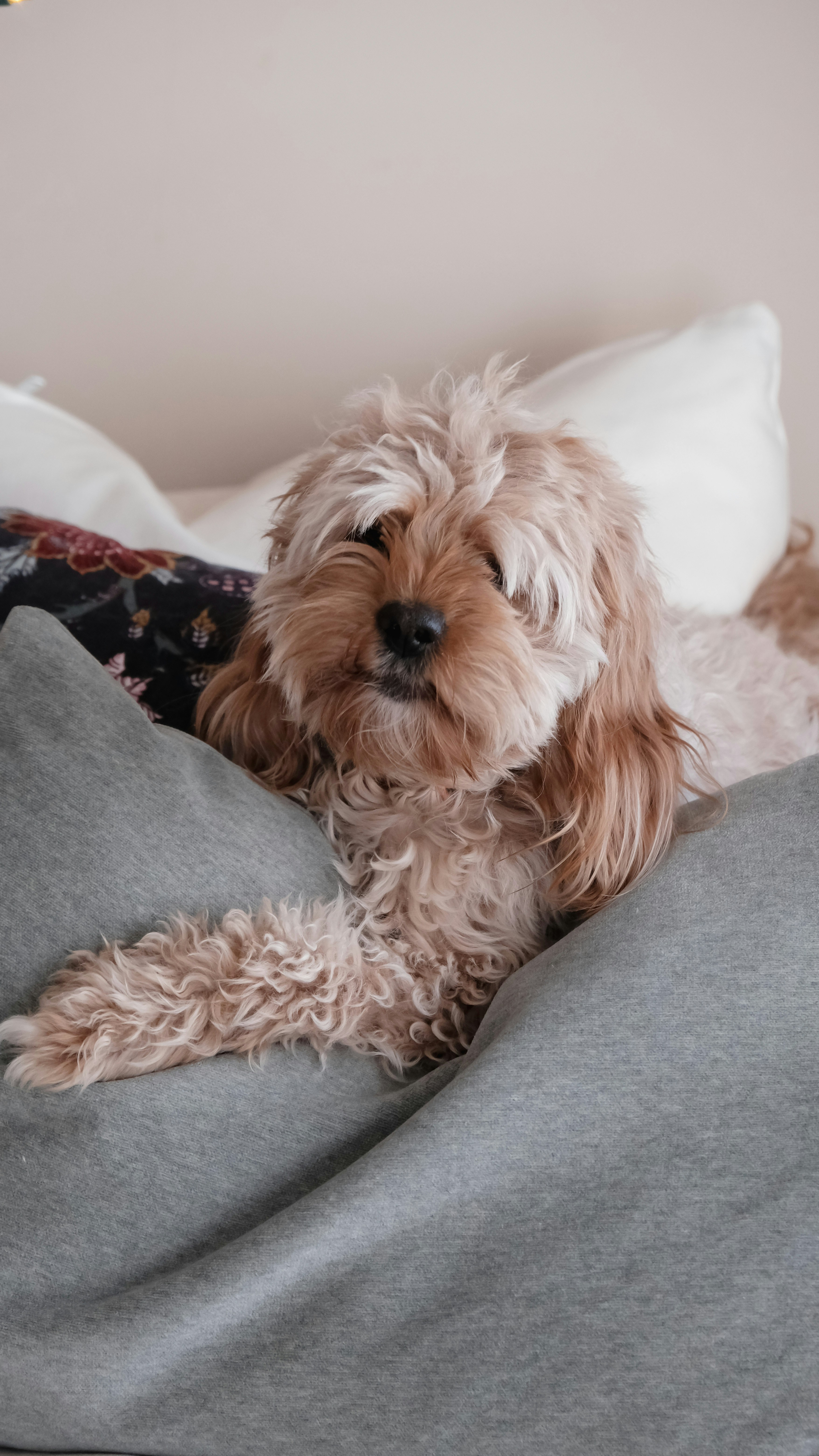 Cockapoo Chien Photos | Télécharger des images gratuites sur Unsplash