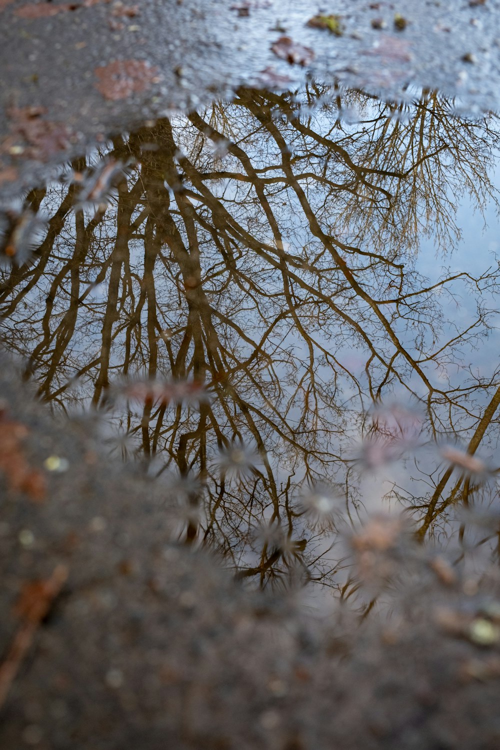 um reflexo de árvores em uma poça de água