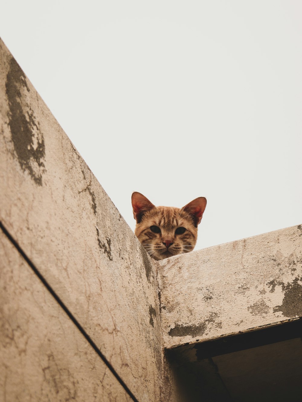 a cat looking out from a ledge of a building