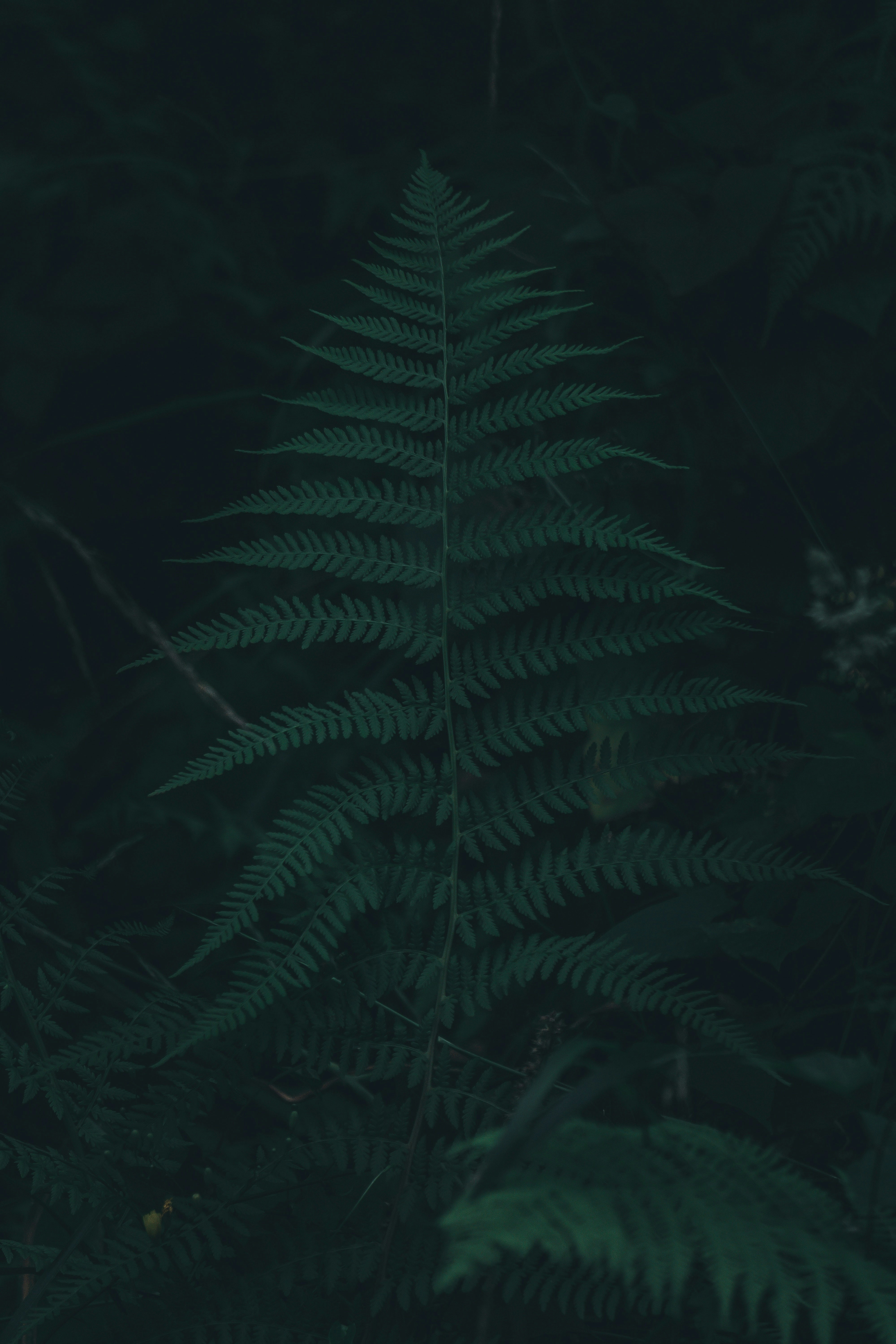 forest tree wallpaper, wallpaper, Slacklining Between Trees: A Complete Setup Guide 3