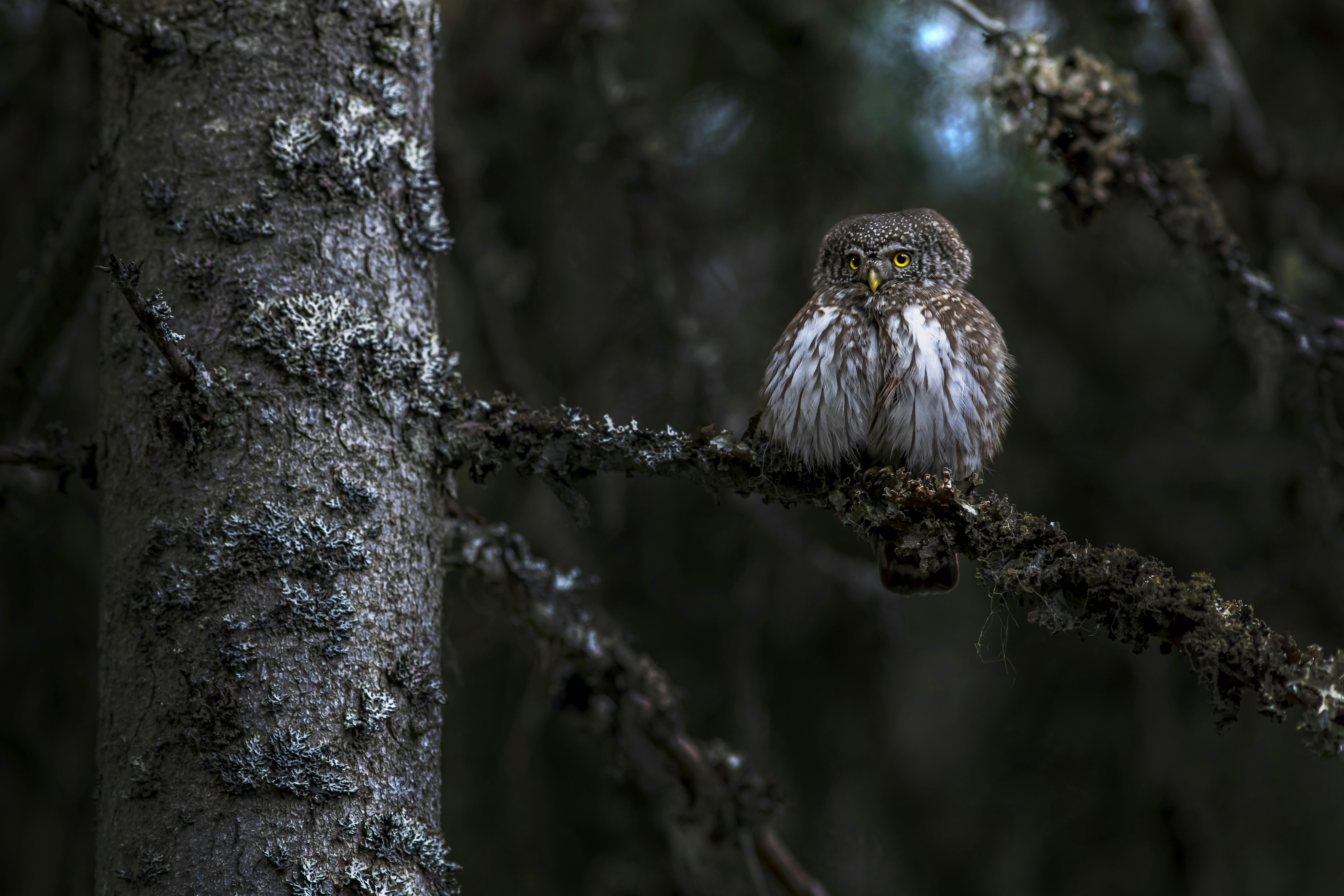 Photo by erik_karits