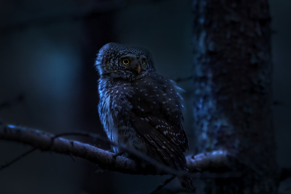 an owl is sitting on a tree branch