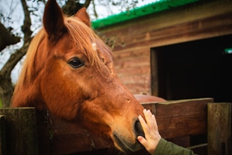 a person petting a horse over a wooden fence