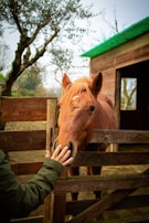 A person wearing a green jacket gently reaches out to touch the nose of a brown horse standing behind a wooden fence. The scene takes place in a rustic setting with a wooden stable to the right and trees in the background. The horse appears calm and curious.
