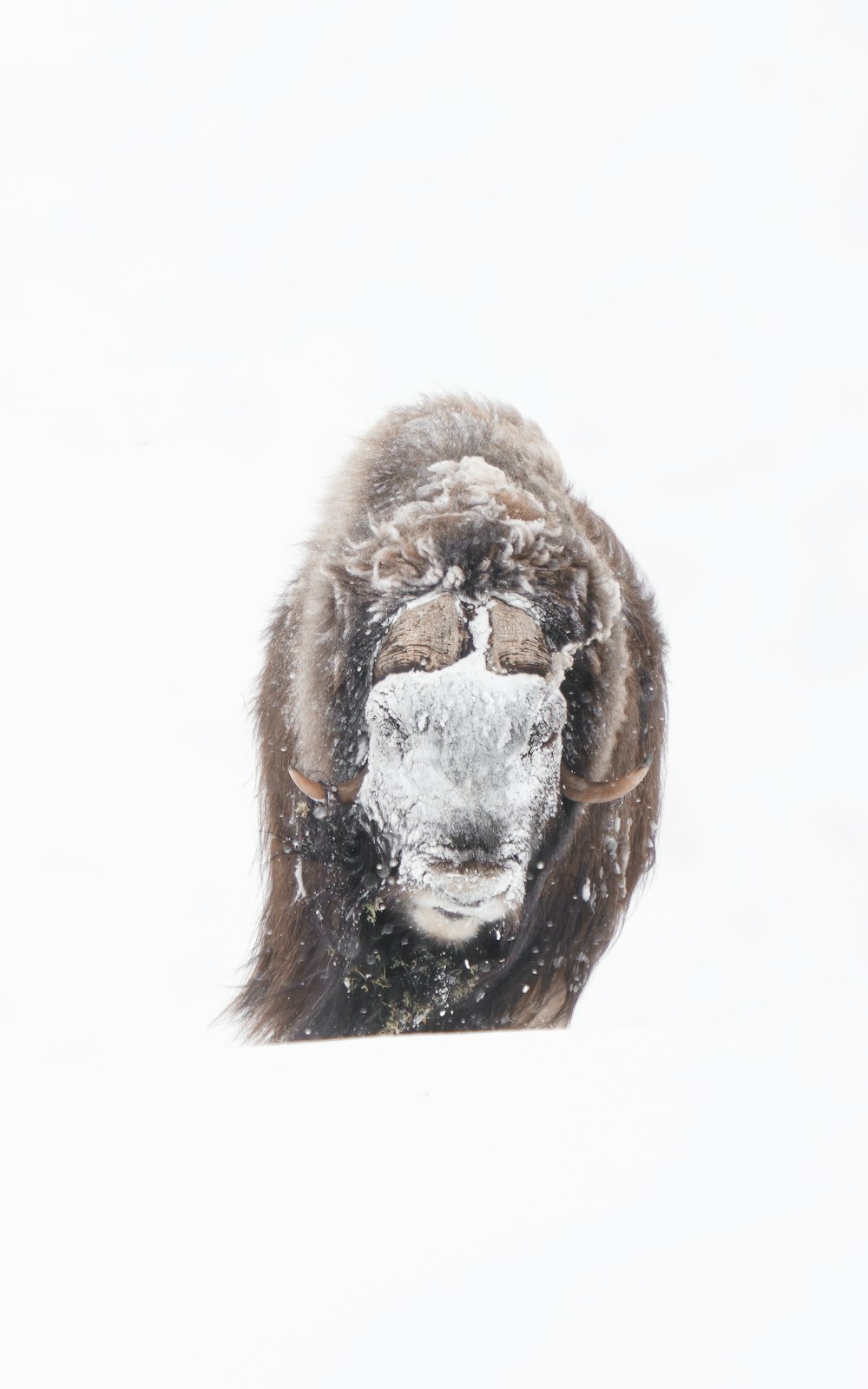Ein Affe mit Maske im Schnee