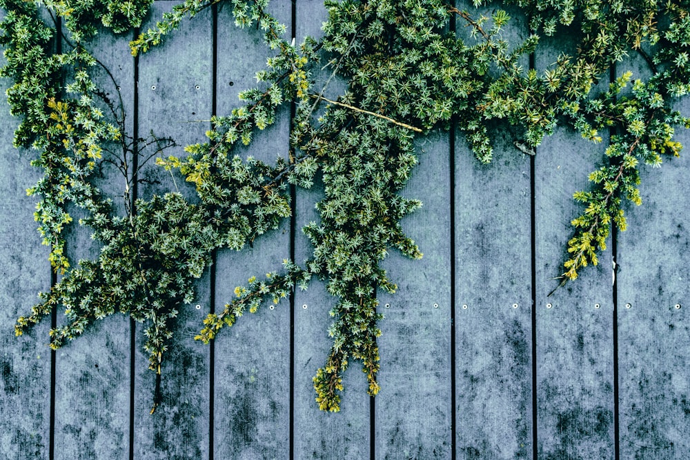 a bunch of green plants growing on a wooden wall