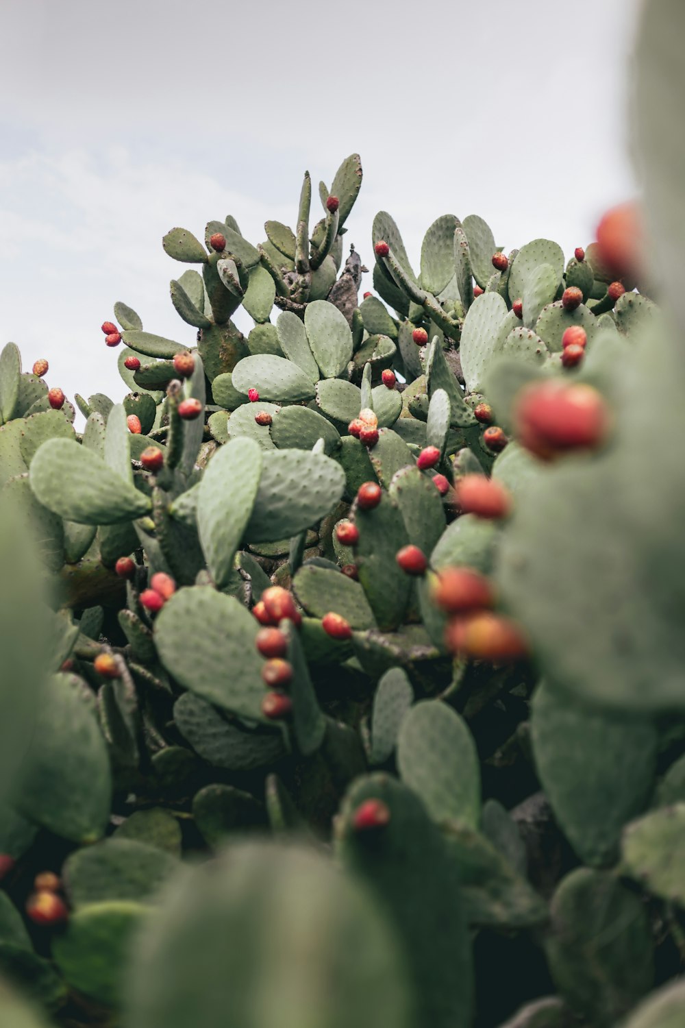 a bunch of green plants with red berries on them