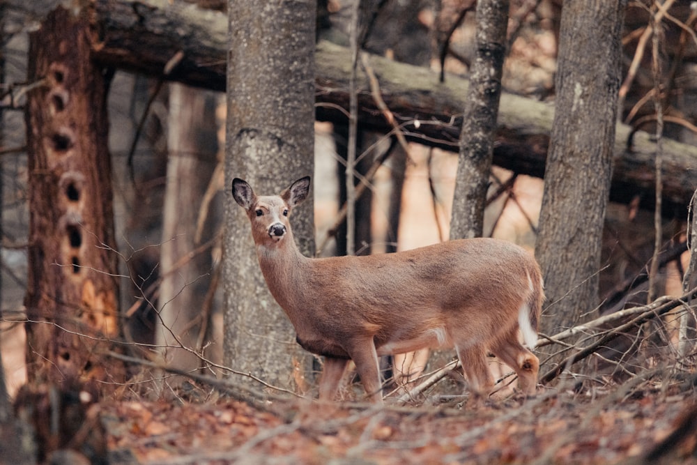 a deer is standing in the middle of the woods