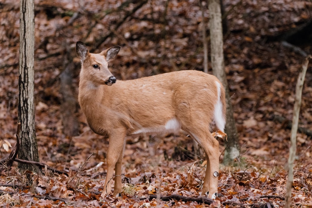 a young deer standing in a wooded area