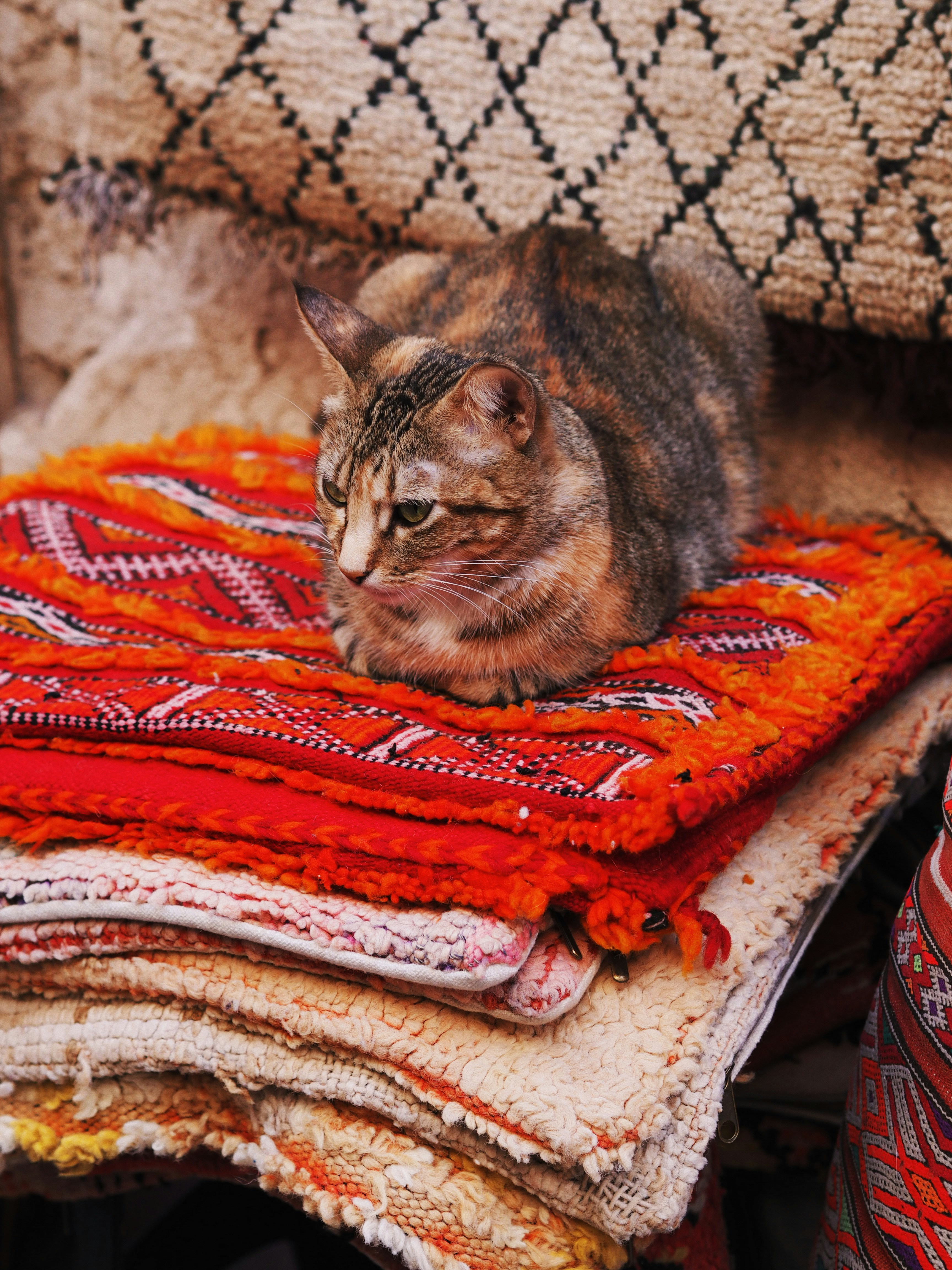 a cat sitting on top of a pile of blankets