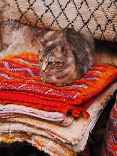 a cat sitting on top of a pile of blankets