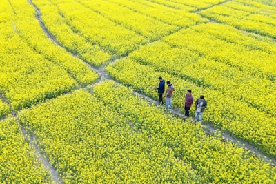 Aerial view of a vast mustard field in full bloom, creating a vibrant yellow landscape divided into neat sections by narrow dirt paths. Four people are walking along a path, seemingly inspecting the flourishing crops.