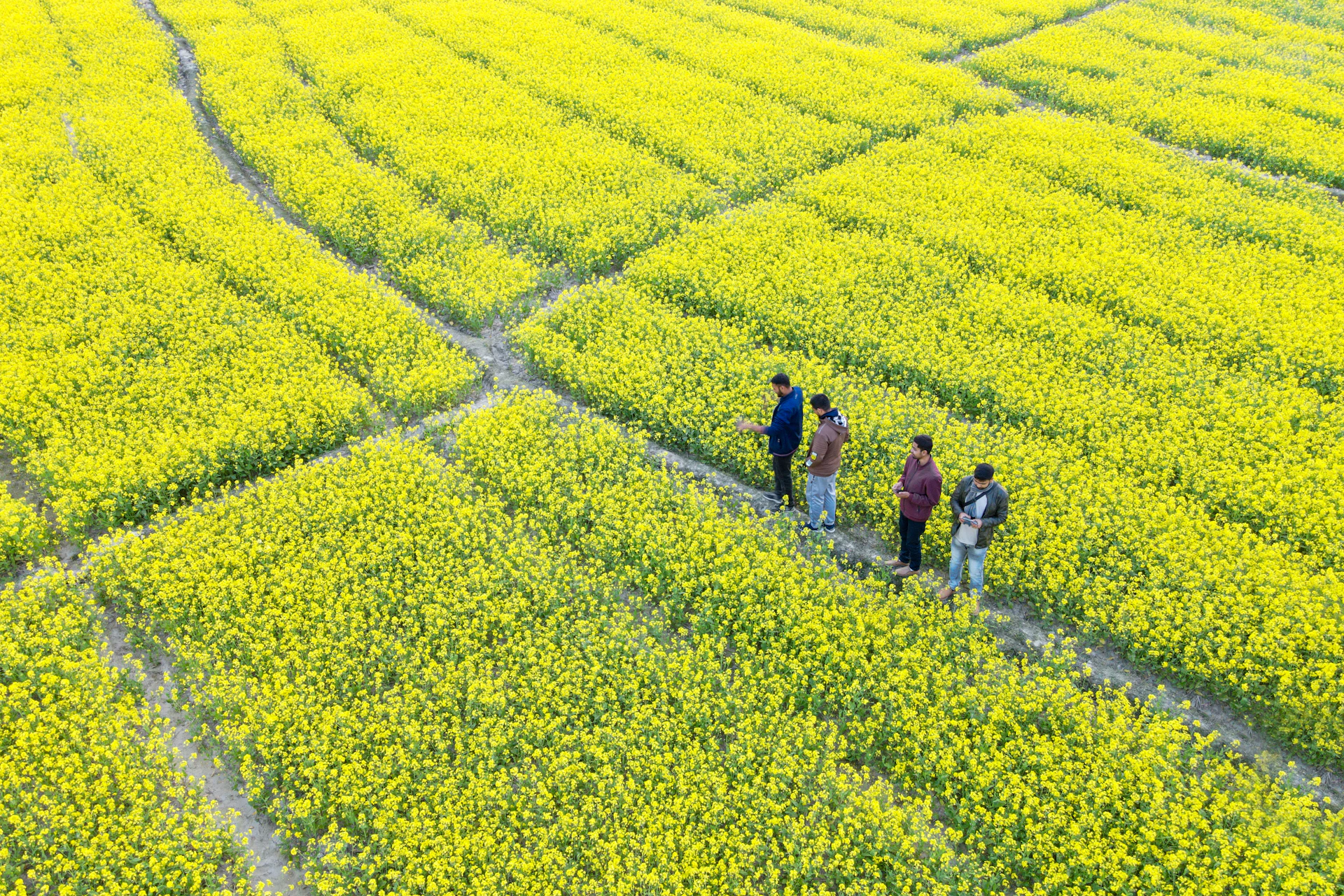 a group of people walking through a field of yellow flowers