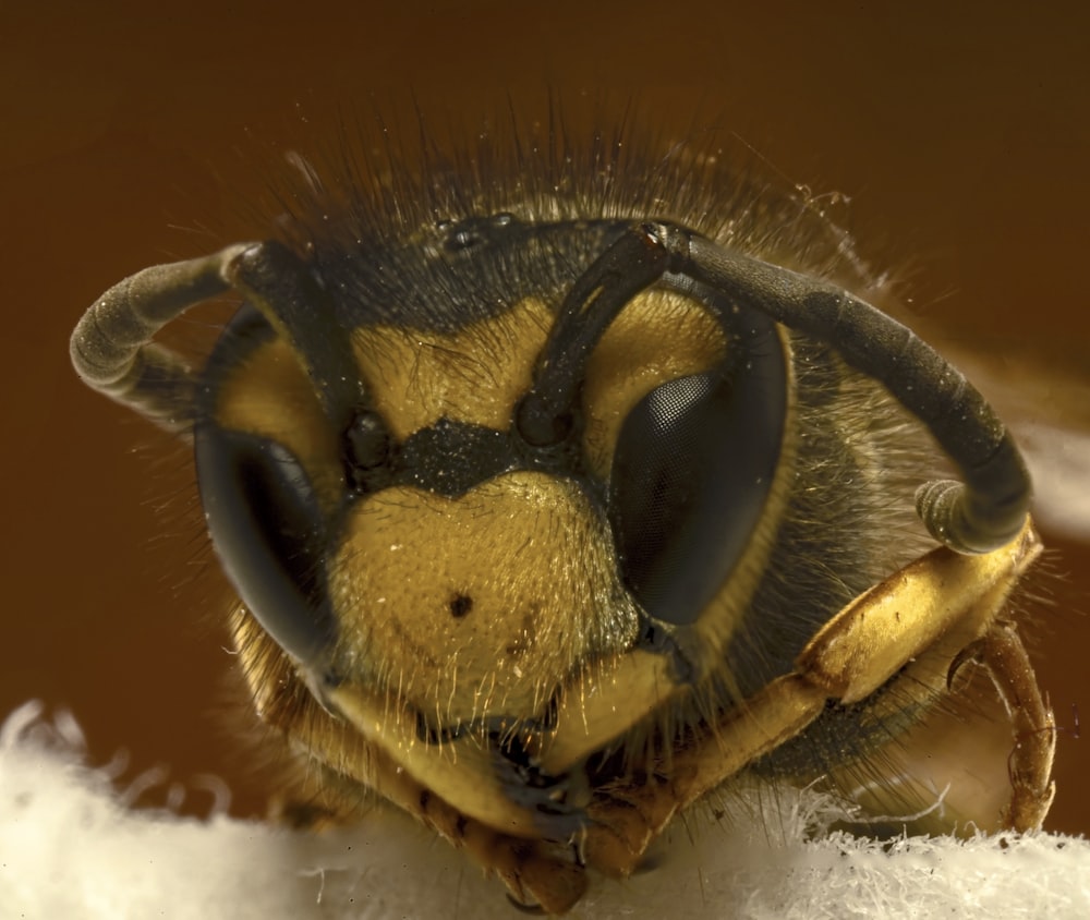 a close up of a bee on a piece of snow