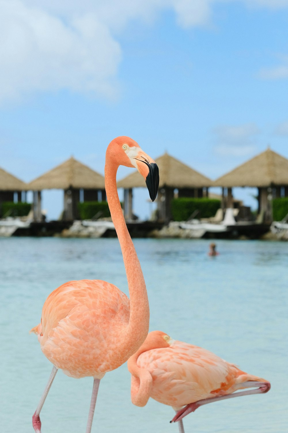 a couple of flamingos standing on top of a sandy beach