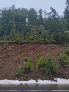 Dense forest with tall evergreen trees in the background, a sloped soil bank in the middle, and some patches of snow by the roadside at the bottom.