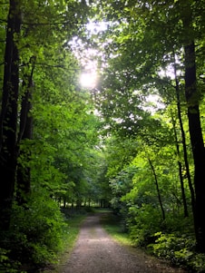 A serene forest path dappled with sunlight, inviting visitors to walk barefoot among towering trees and lush greenery.