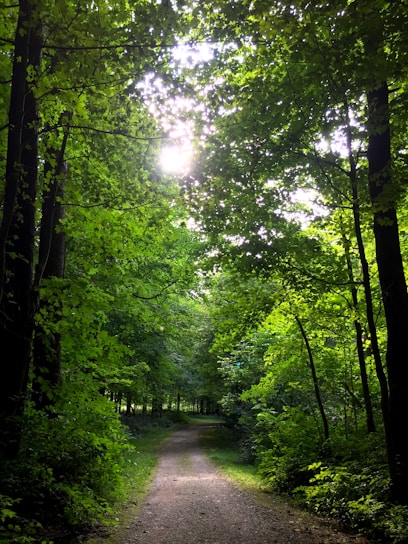 A serene forest path dappled with sunlight, inviting visitors to walk barefoot among towering trees and lush greenery.