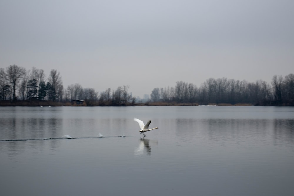 a white bird flying over a body of water