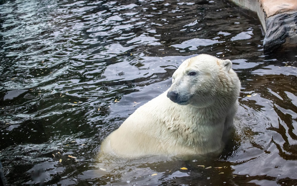 a polar bear swimming in a body of water