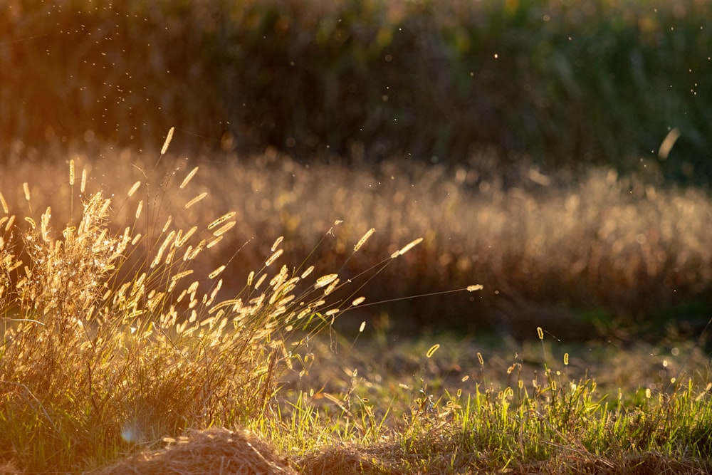 a field with grass and weeds in the sunlight