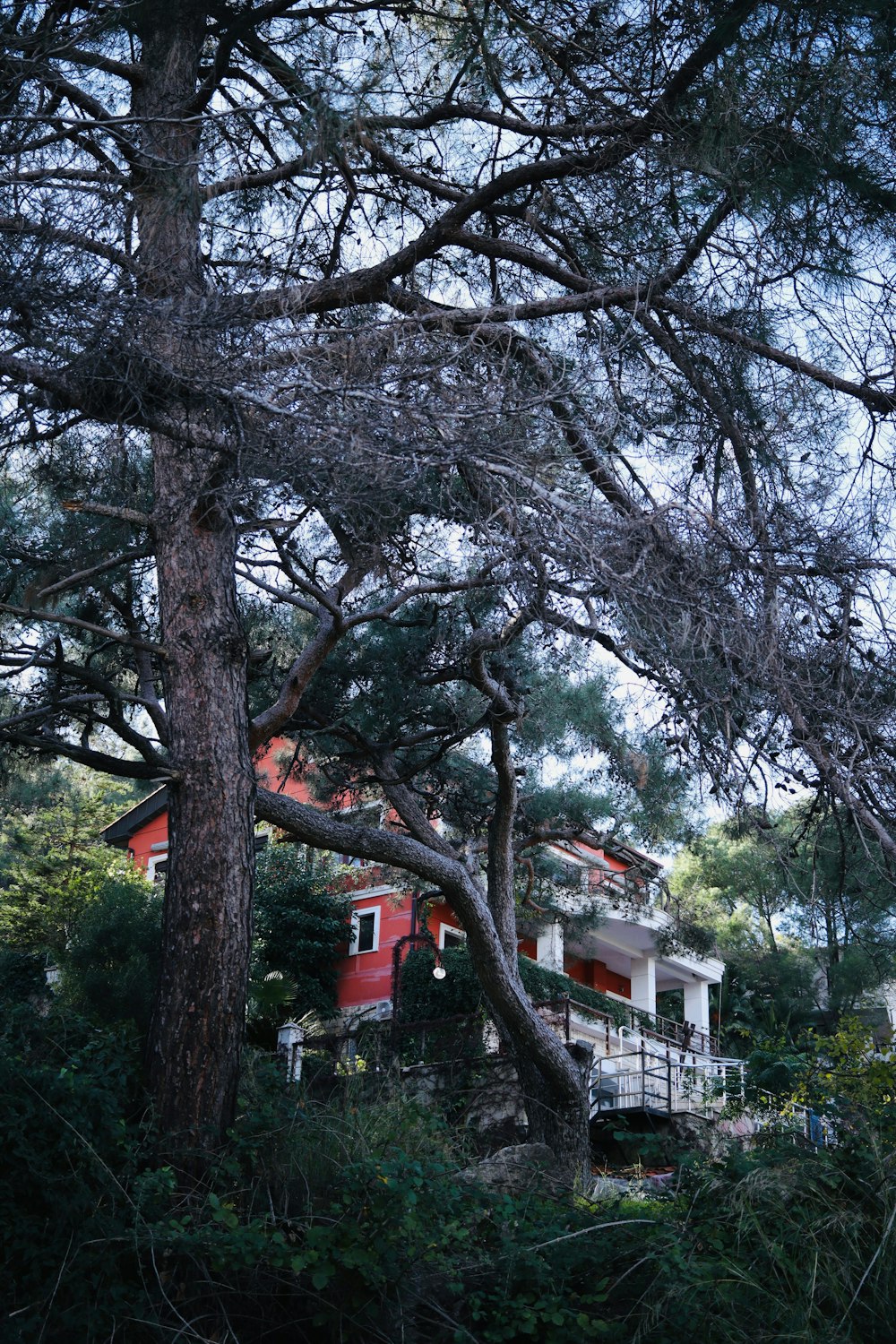 a house in the woods with a tree in front of it