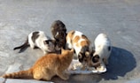 A group of cats gathered around a feeding station.
