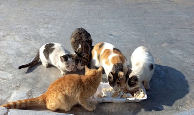 A group of cats gathered around a feeding station.