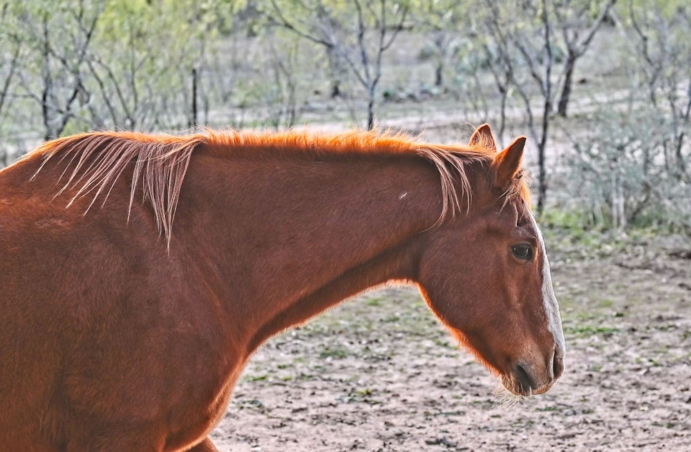 a brown horse standing on top of a dirt field