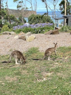 Two kangaroos grazing on a grassy area surrounded by lush greenery and purple flowers, with a scenic view of the ocean and a small shack in the background.