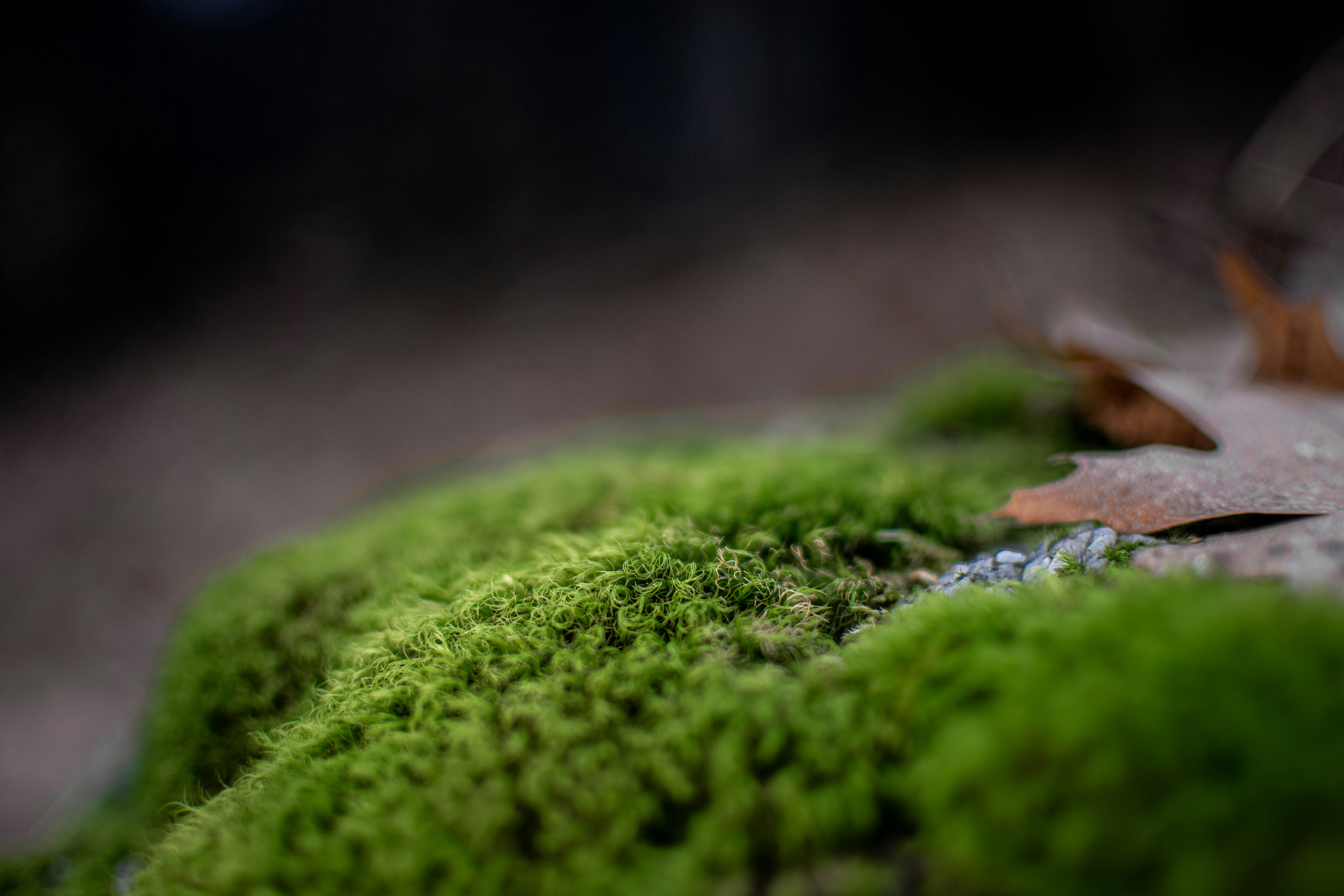 Photo by seewonderfulthings