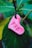 A heart-shaped pink charm with the number 938 is hanging from a black string against a backdrop of lush green leaves.