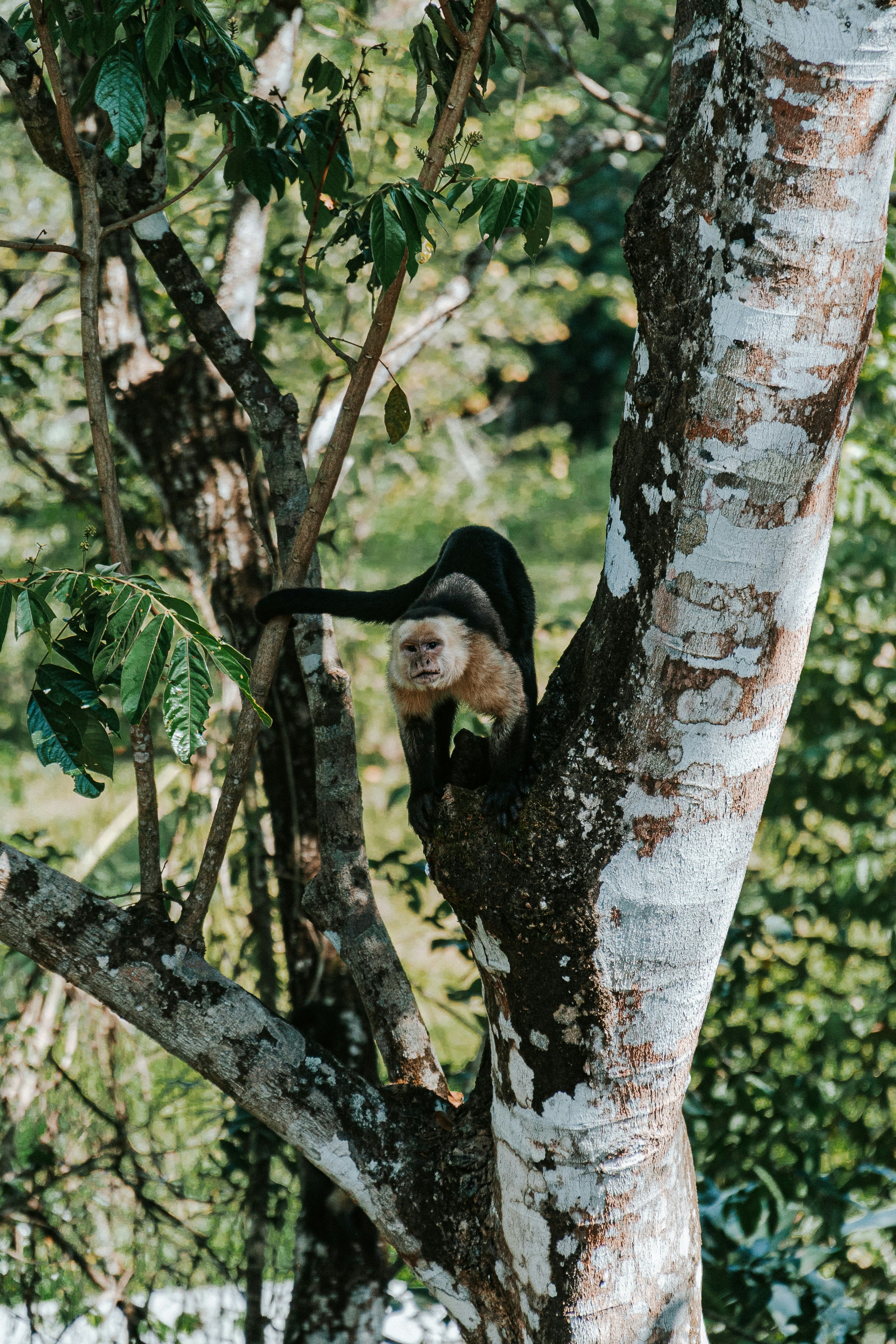 A monkey climbing a tree in a forest.