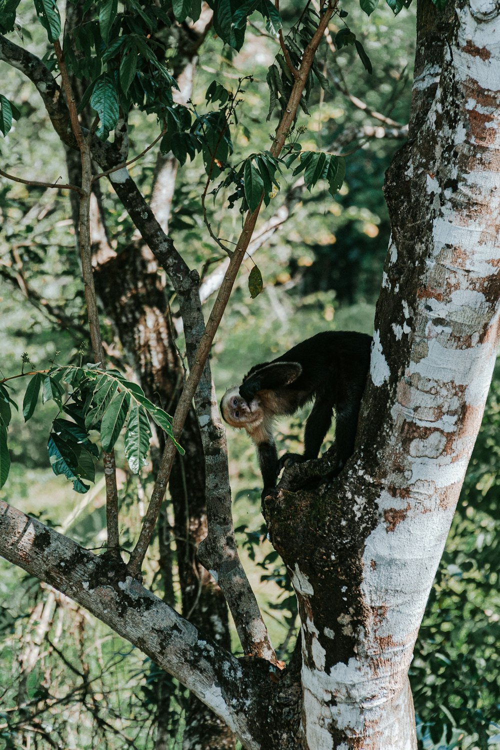 a monkey climbing up a tree in a forest