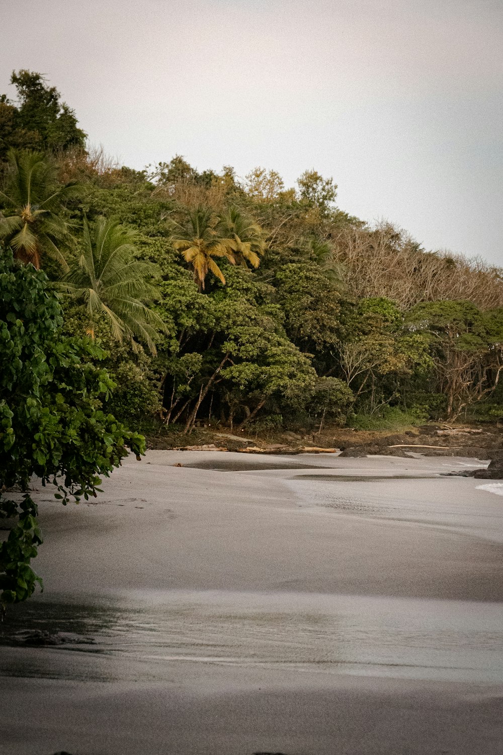 a large body of water surrounded by trees