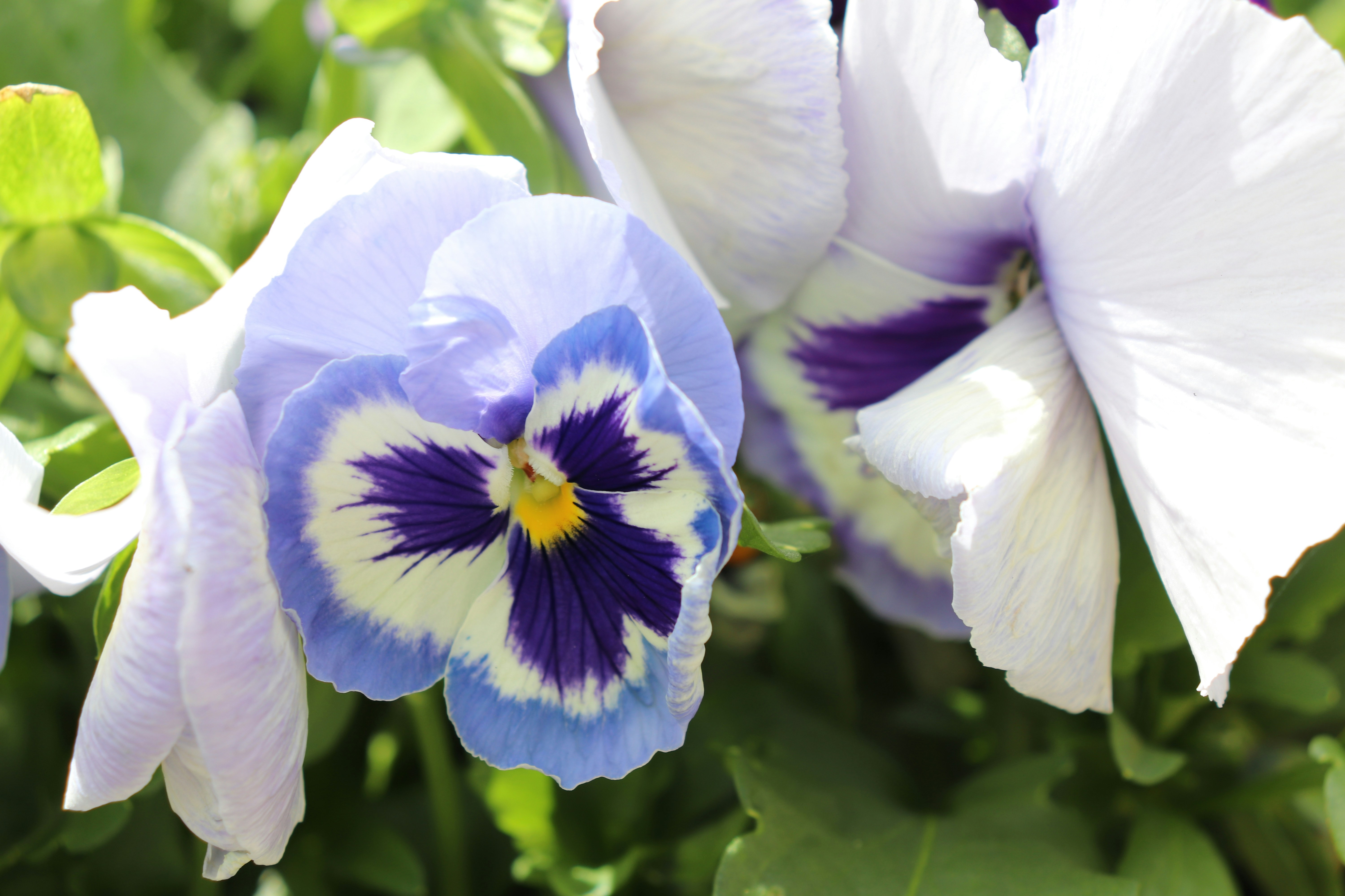 Photo by mccormacksalesian