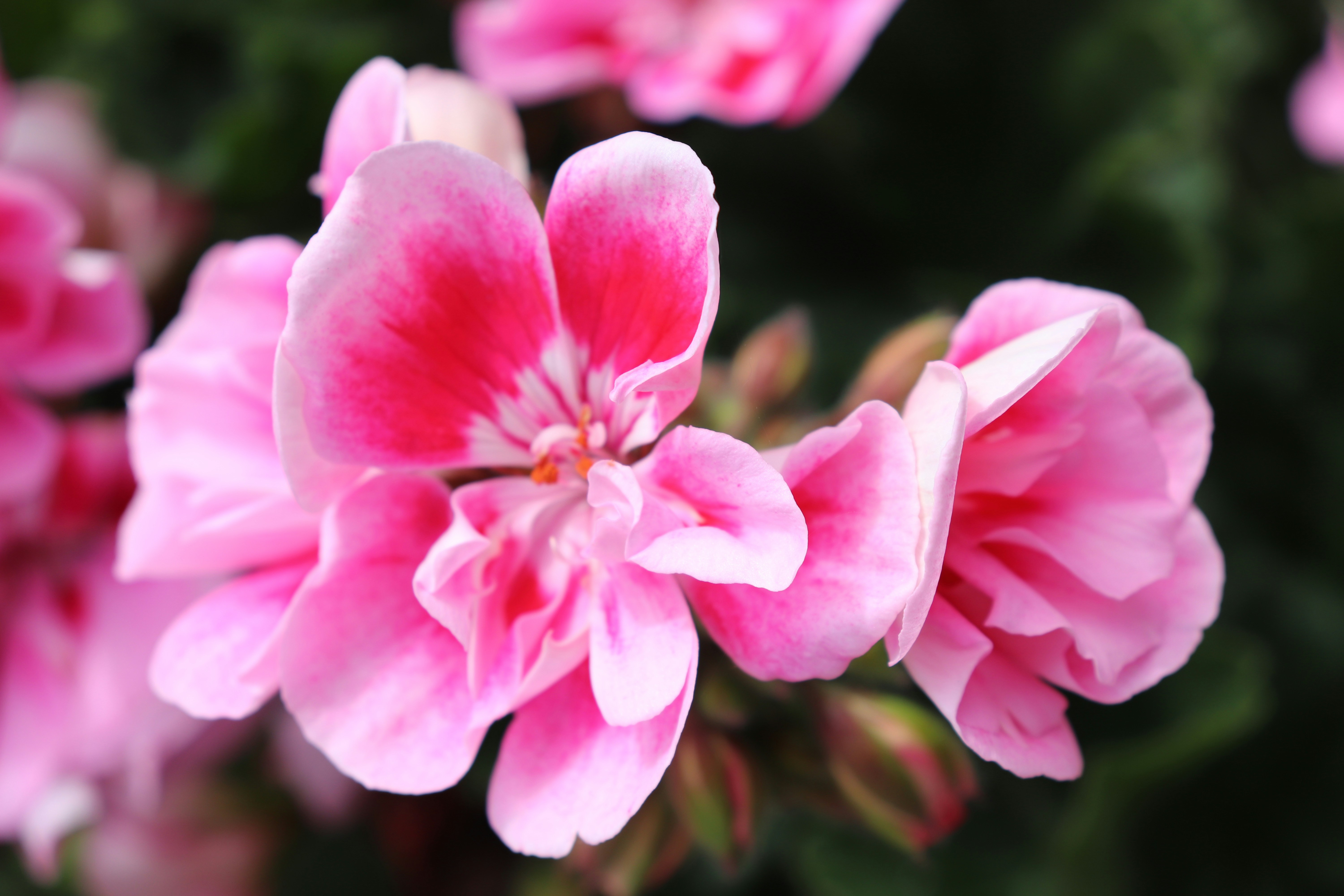 Photo by mccormacksalesian