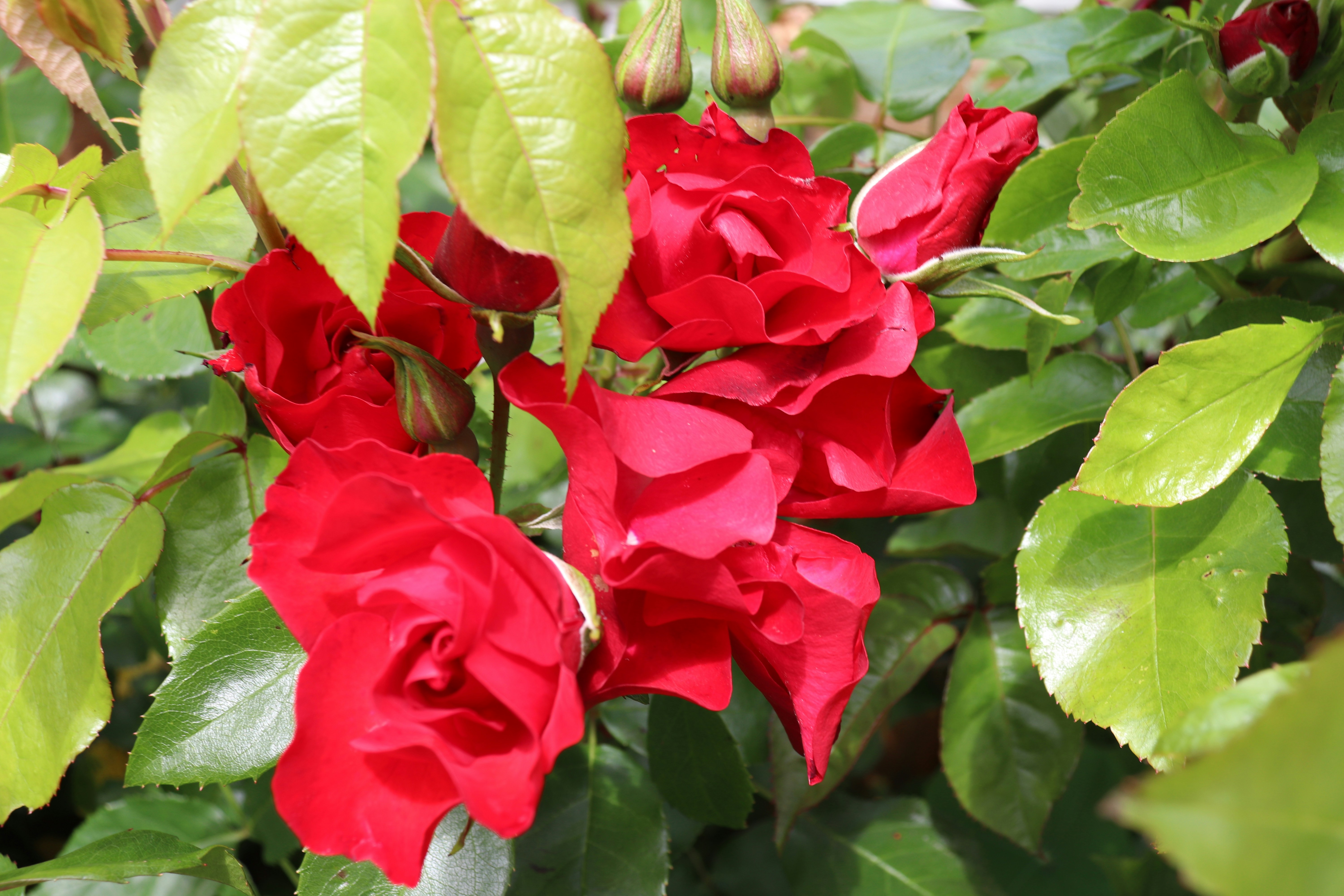 Photo by mccormacksalesian