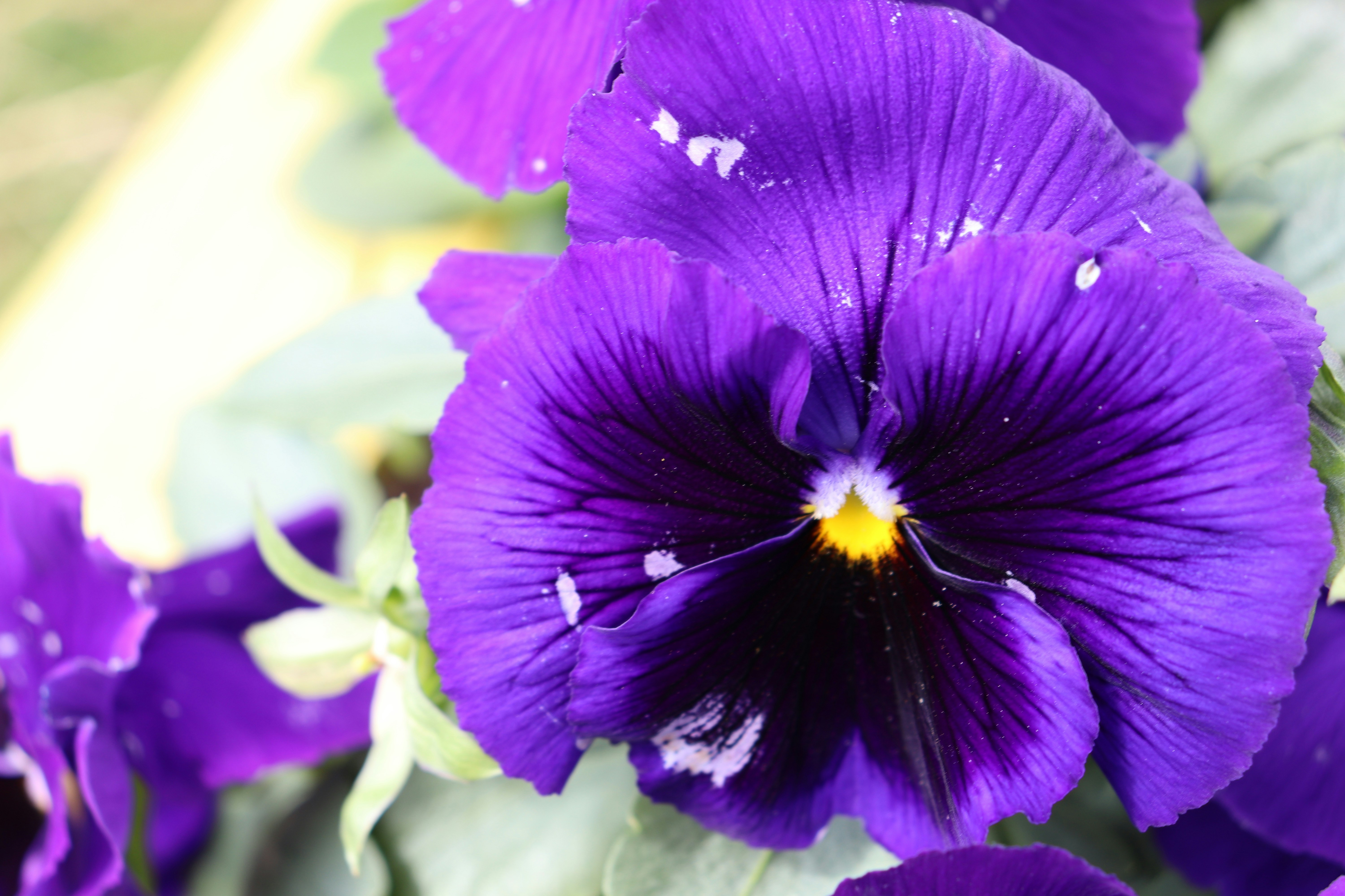 Photo by mccormacksalesian