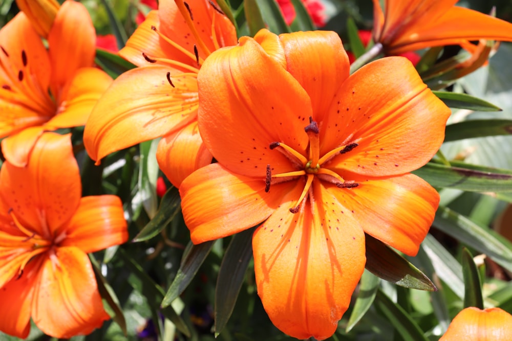 a close up of a bunch of orange flowers