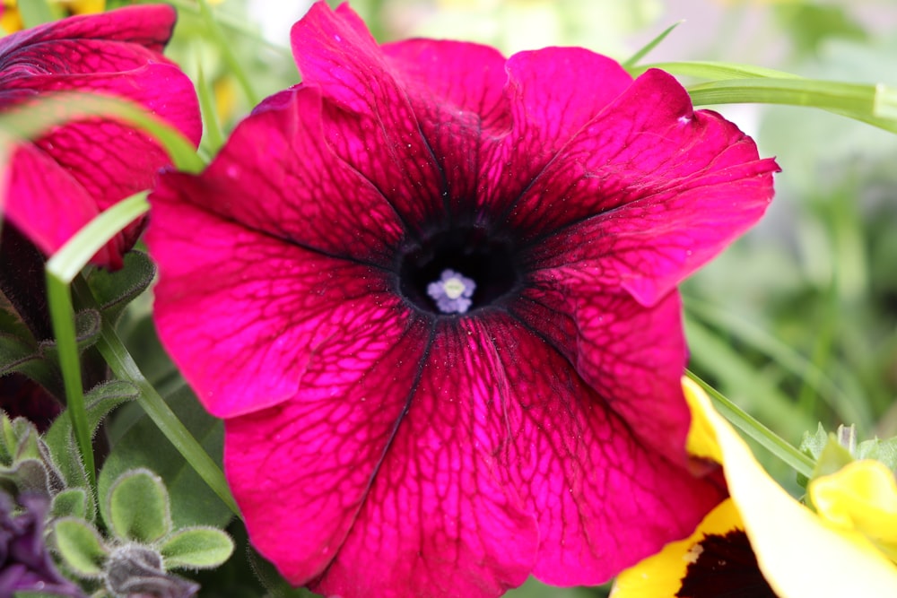 a close up of a pink flower with other flowers in the background