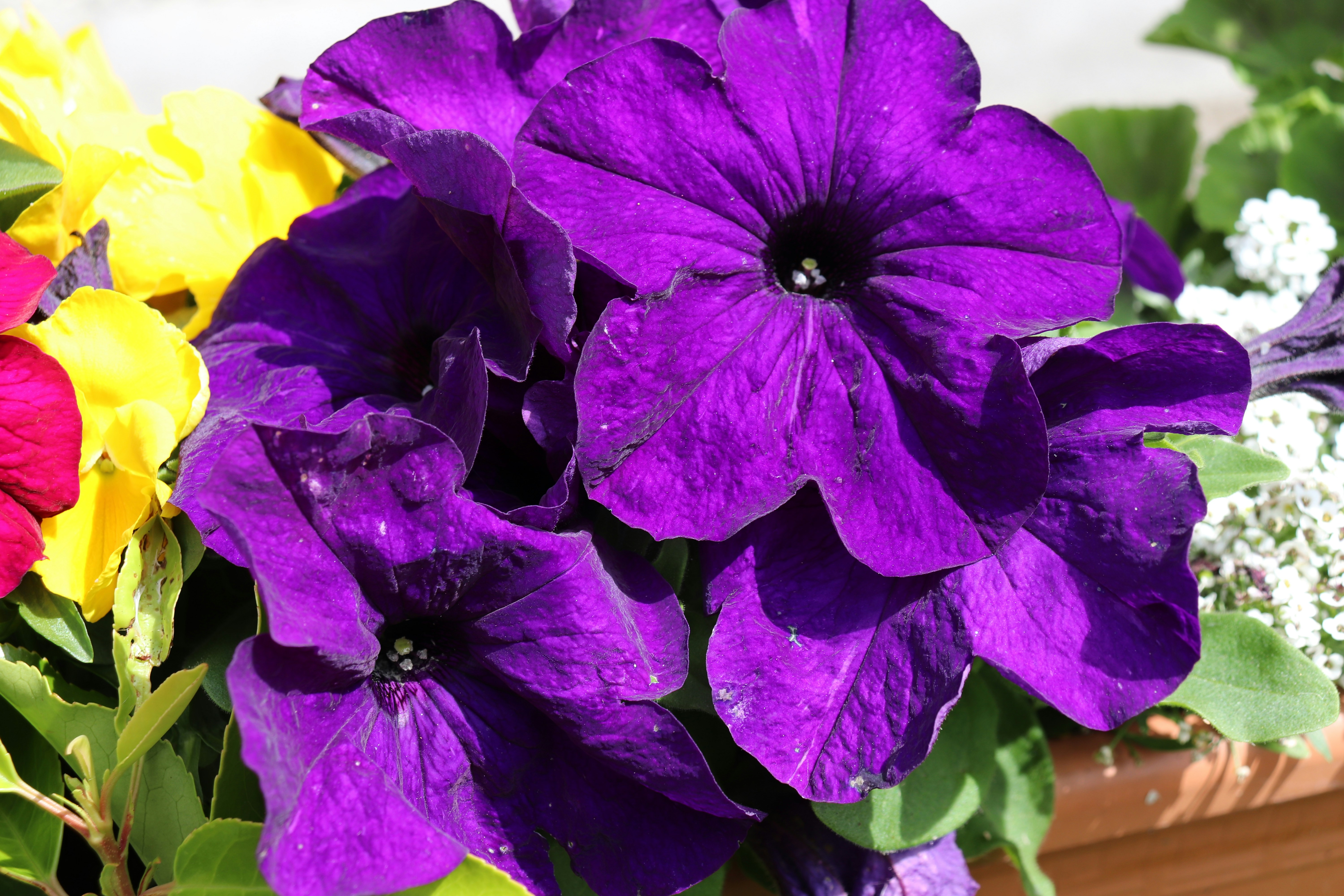 Photo by mccormacksalesian