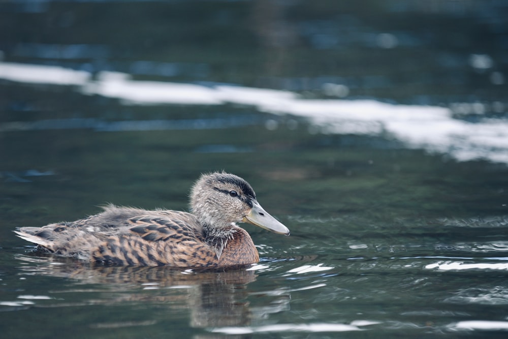 a duck floating on top of a body of water