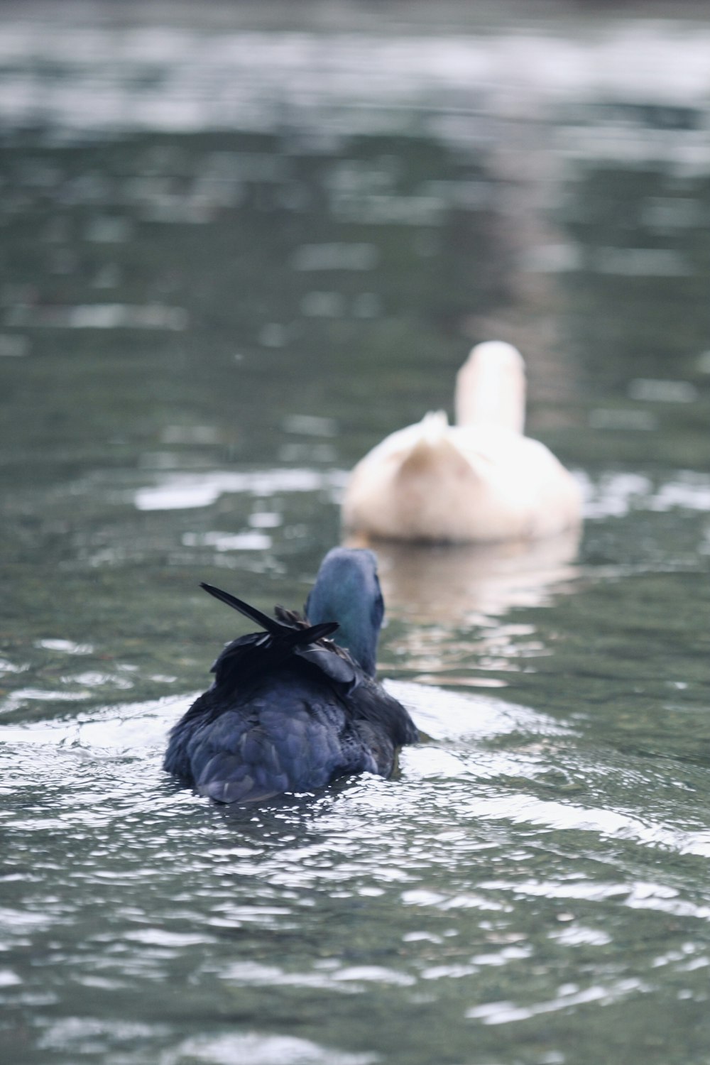 a couple of ducks floating on top of a lake