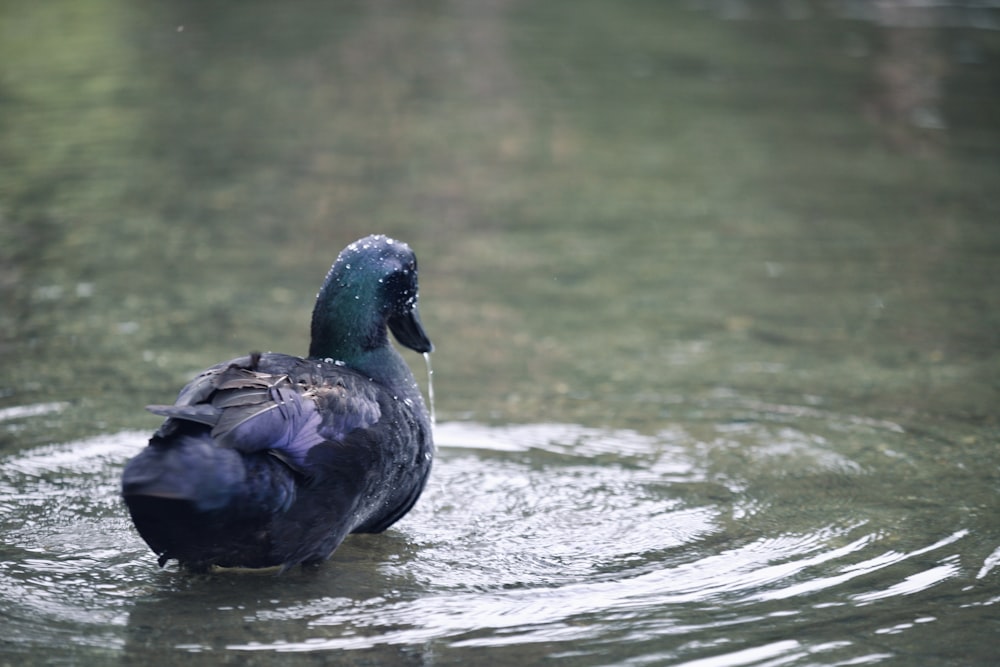 a duck floating on top of a body of water