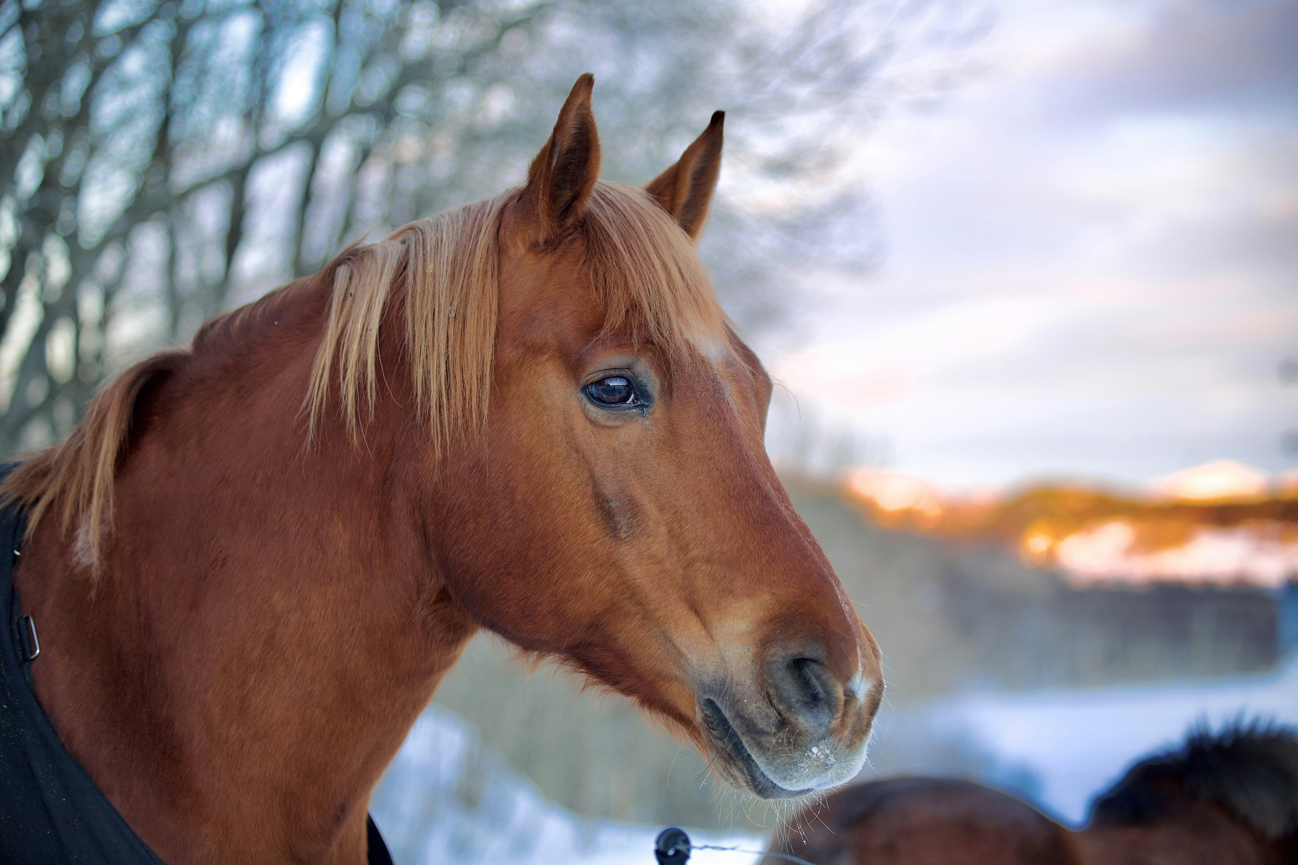 A brown horse with blonde hair standing in the snow